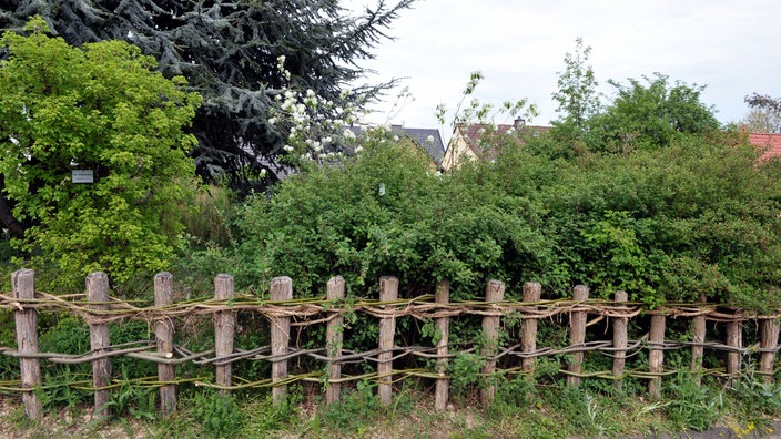 Wildstrauchhecke mit Bibernellrosen und einem Holzzaun