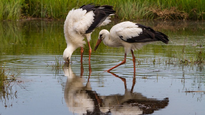 Störche waten im Schilf