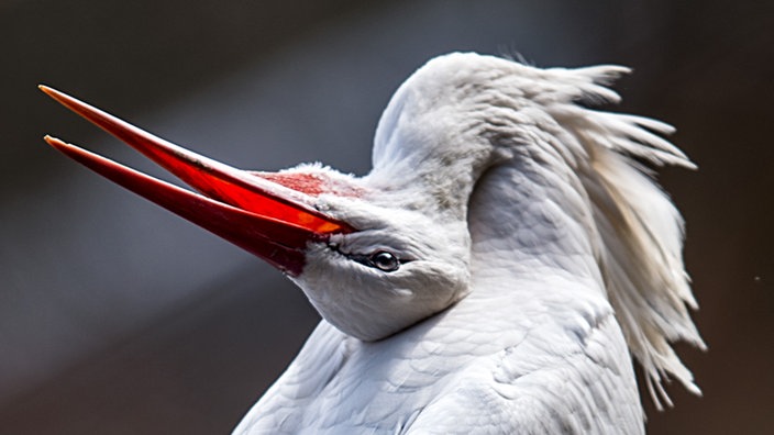 Storch mit zurückgelegtem Kopf und offenenm Schnabel