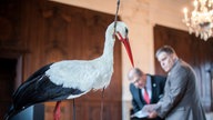 Ein ausgestopfter Storch mit einem afrikanischen Pfeil im Hals