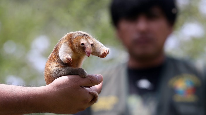 Ein Zwergameisenbär auf einer Hand