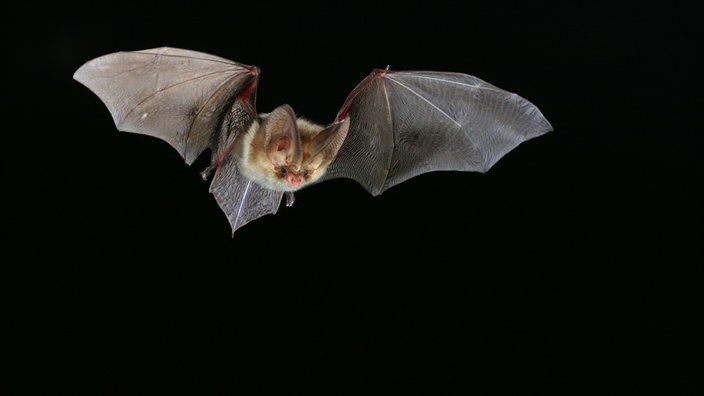 Fledermaus vor nächtlichem Himmel 