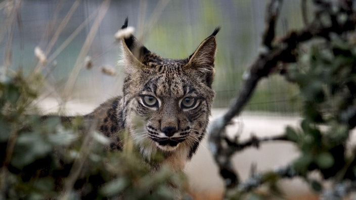 Iberischer Luchs: Das Bild zeigt eine Raubkatze mit markantem, dunklem Muster und Spitzen Ohren. Sie Blickt durch einige Zweige in die Kamera.