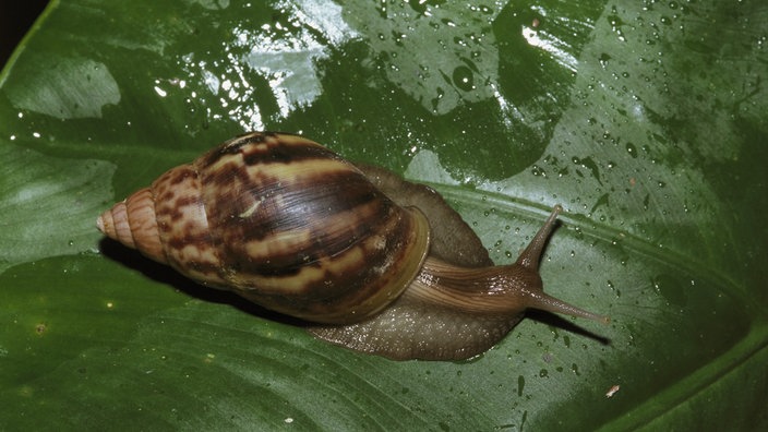 Achatschnecke auf großem Blatt eines Gummibaums. Braune Schnecke mit spitz zulaufendem Gehäuse.