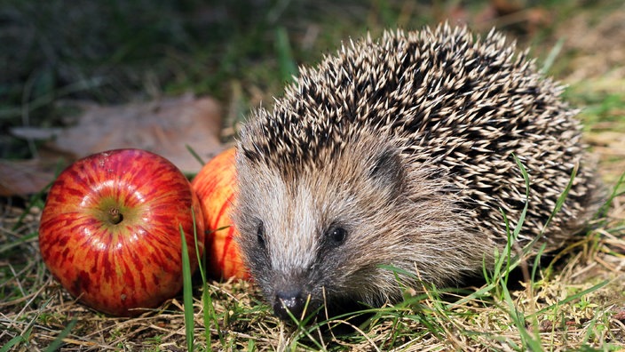 Junger Igel 