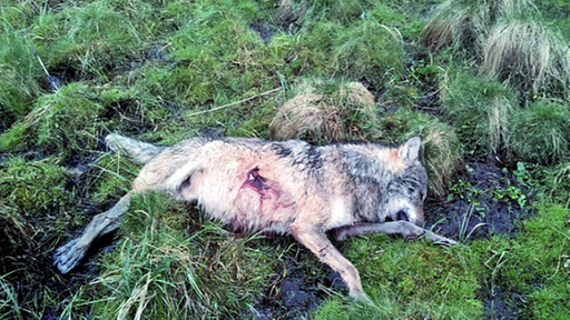 Erschossener Wolf im Westerwald.