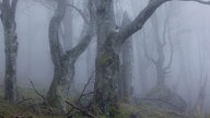 ein Weidbuchenwald liegt in dunstigem Nebel