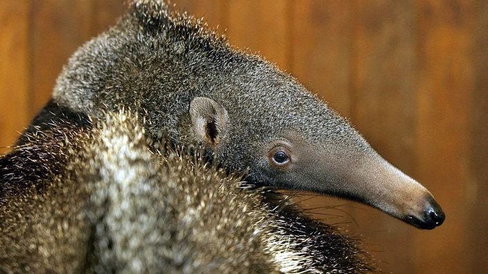 Ein kleiner Ameisenbär 