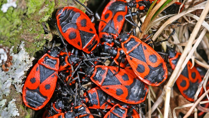 Gruppe Gemeiner Feuerwanze (Pyrrhocoris apterus) an einem Baumstamm