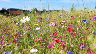 Aufnahme einer bunten Blumenwiese.