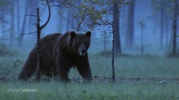 Ein Bär im sibirischen Wald