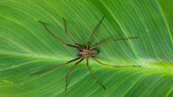 Große Amerikanische Hauswinkelspinne (Tegenaria duellica) auf Monsterablatt