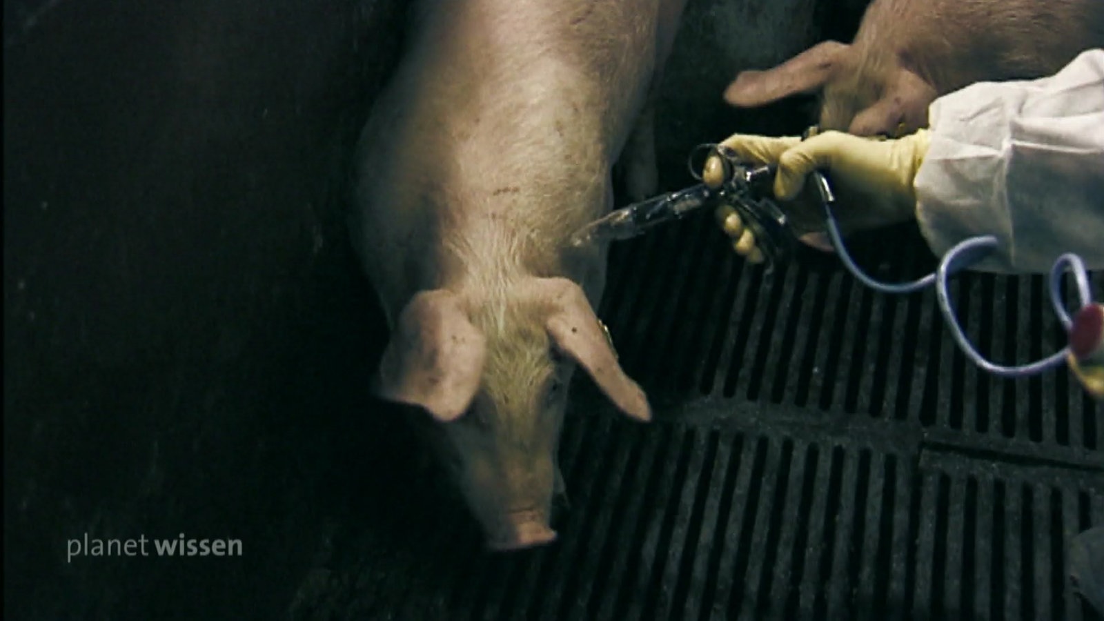 Ein Schwein im Stall auf Spaltenboden bekommt eine Injektion.