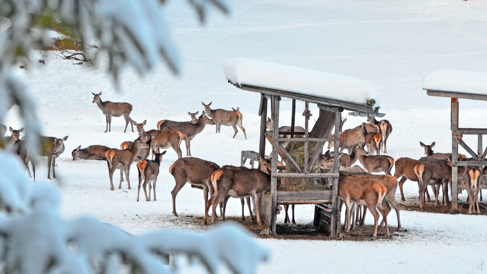 Rotwild-Fütterung im Wintergatter