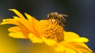 Biene auf gelber Blüte