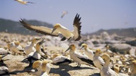 Mehrere Tölpel mit schwarz-weißem Gefieder und gelbem Kopf auf einem Felsen. Ein Tölpel landet gerade.