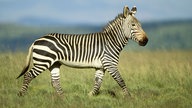 Ein einzelnes Bergzebra, von der Seite aufgenommen.