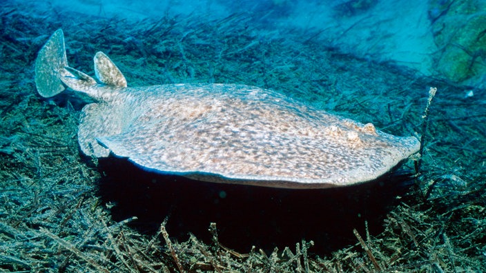 Ein Ziterrochen im Mittelmeer