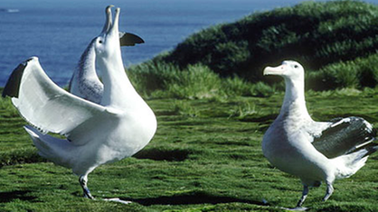 Ein Wanderalbatrosmännchen balzt mit ausgebreiteten Flügeln vor einem Weibchen