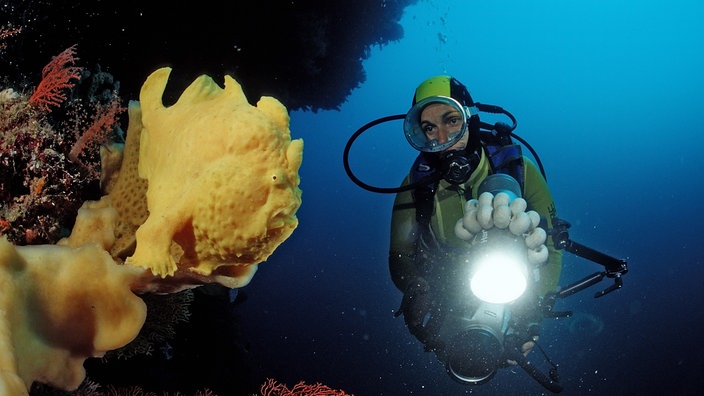 Ein Taucher schwimmt mit einem Scheinwerfer auf ein Riff zu