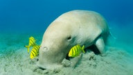 Seekuh, neben der drei Fische schwimmen